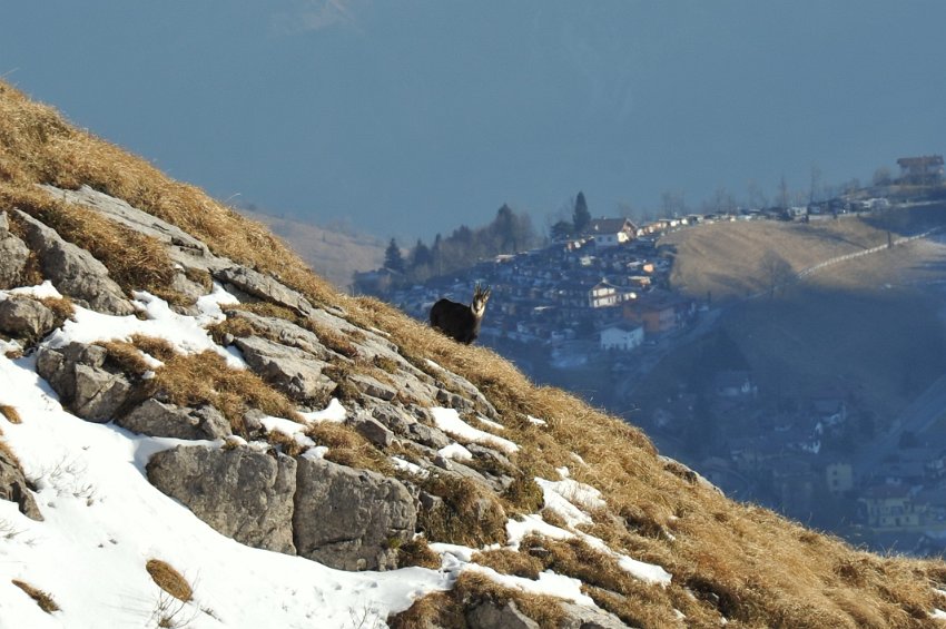 72 - Camoscio - sullo sfondo il Campeggio di Zambla alta.JPG